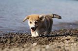 CORGI PEMBROKE 750